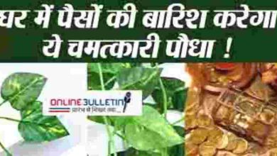 Money Plant Vastu Tips