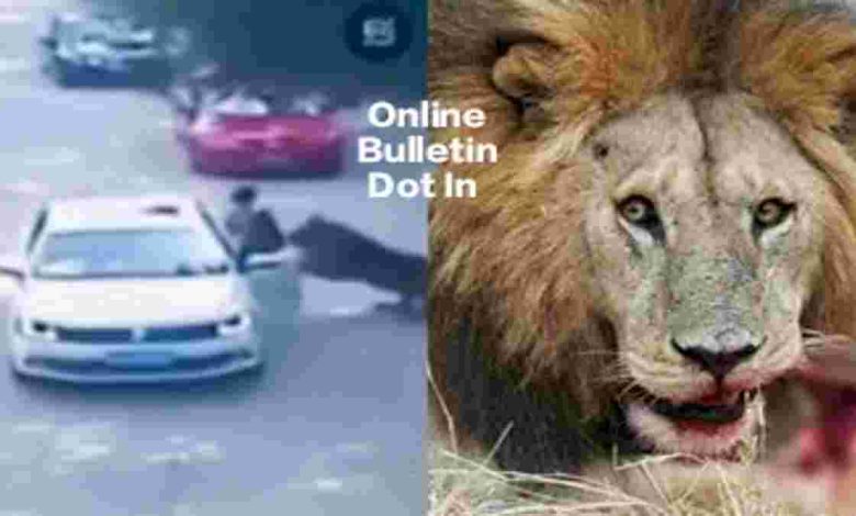Lion attack Viral Video