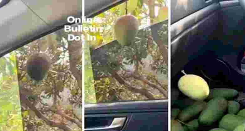 Theft of Mangoes