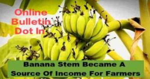 Banana Stem Became A Source Of Income For Farmers