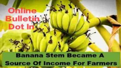 Banana Stem Became A Source Of Income For Farmers