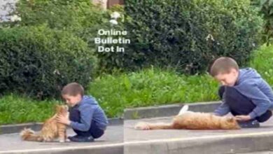 Cat and kid Viral News