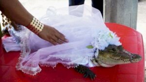Mayor Marries Crocodile
