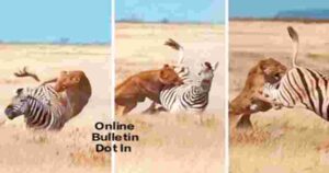 Wild Animal Fight Video