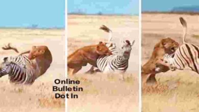 Wild Animal Fight Video