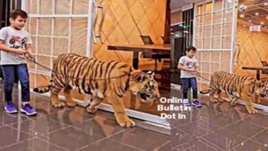 Tiger's Viral News