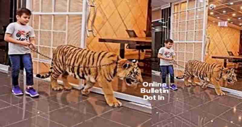 Tiger's Viral News
