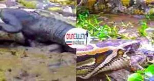 Crocodile V/S Pyhton Viral Video