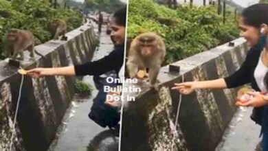 Monkey and Girl Viral News