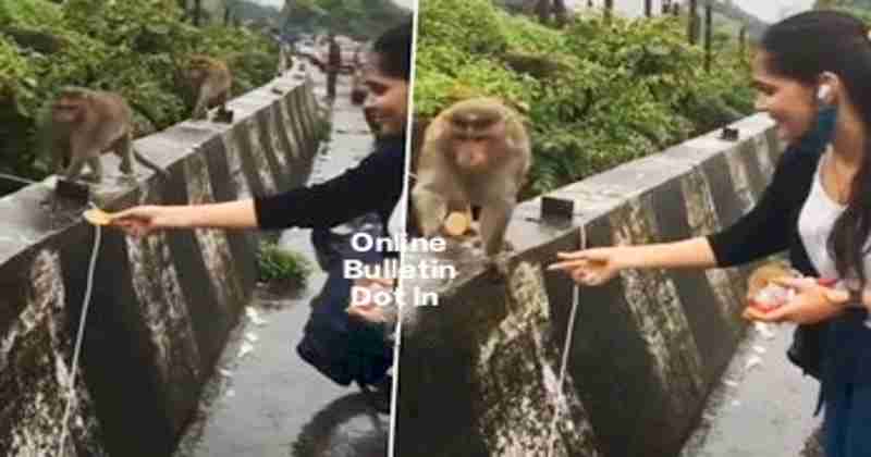 Monkey and Girl Viral News