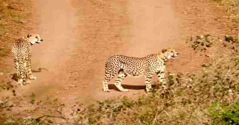Tourists will now be able to see cheetahs in Ahera Tourism Zone