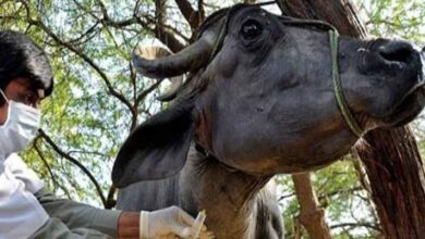 वेटरनरी UG काउंसलिंग: NEET में 144 नंबर पाने वाले अभ्यर्थियों को भी मिलेगा प्रवेश का अवसर