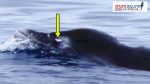 Beaked Whale Discovery