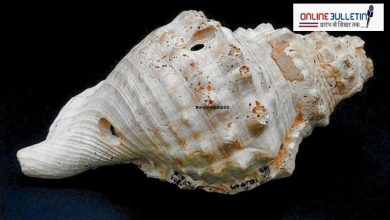 Prehistoric Communication Technology