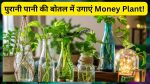 Money Plant Decoration Ideas