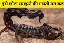Scorpion Survival Facts
