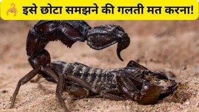 Scorpion Survival Facts